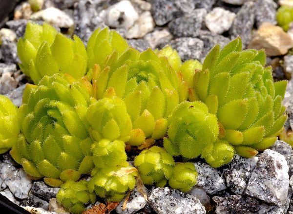 Sempervivum x barbulatum  ssp. etruscum {Corno alle Scale-Apennin/Italien} 