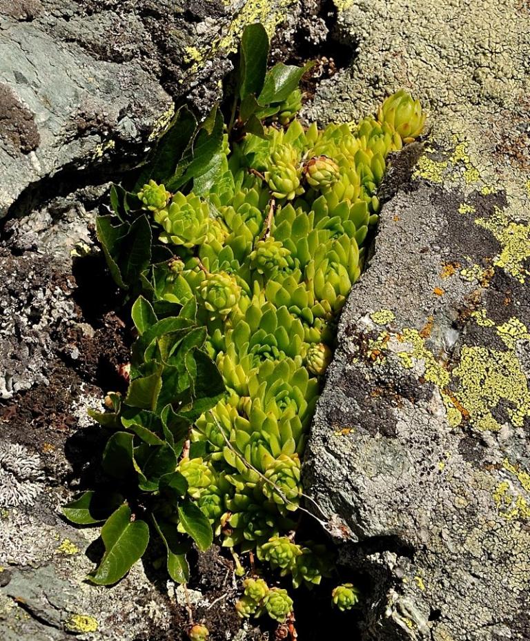 Sempervivum montanum - Berg-Hauswurz mit Rhamnus pumila - Zwerg-Kreuzdorn