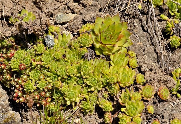 Sempervivum montanum - Berg-Hauswurz  mit S. tectorum - Dach-Hauswurz