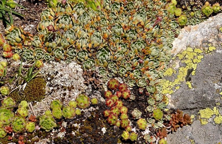Saxifraga paniculata - Rispen-Steinbrech mit S. arachnoideum und S. montanum