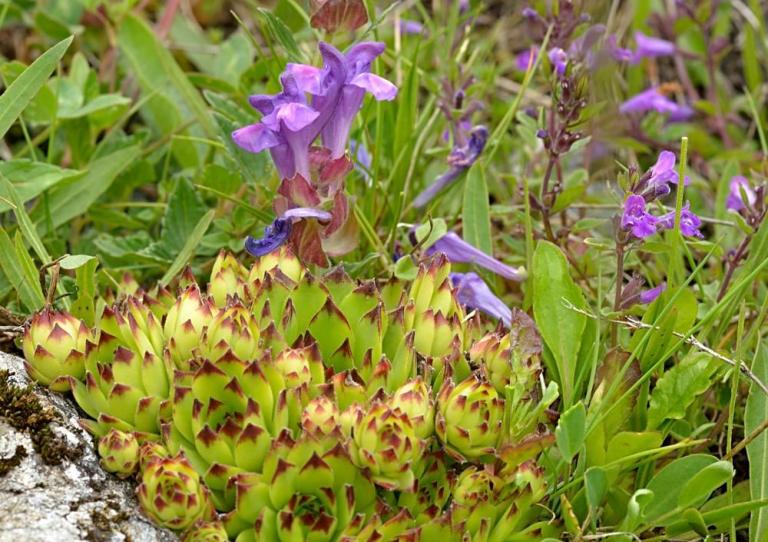 Sempervivum tectorum - Dach-Hauswurz mit Scutellaria alpina - Alpen-Helmkraut