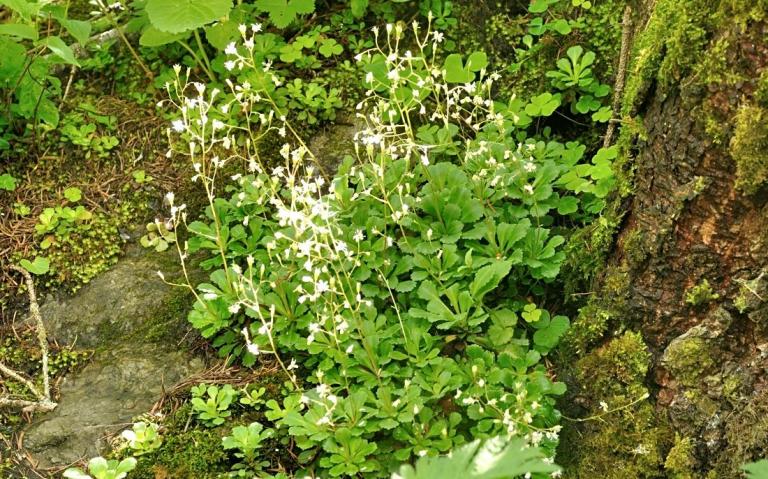 Saxifraga cuneifolia ssp. robusta - Keilblatt-Steinbrech