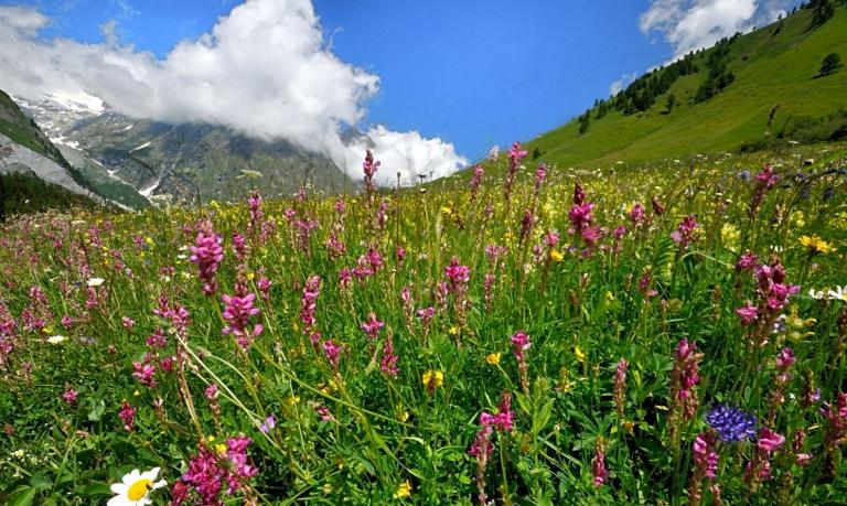  Farbenprächtige Bergwiesen im Val Ferret