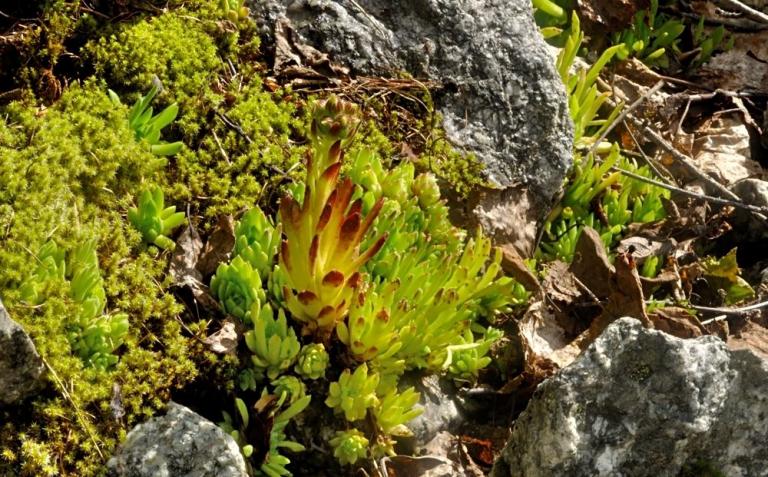 Sempervivum montanum  befallen mit dem Rostpilz Endophyllum sempervivi