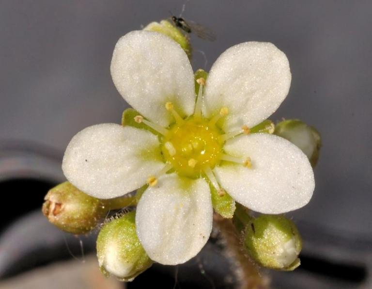 Saxifraga valdensis Minor