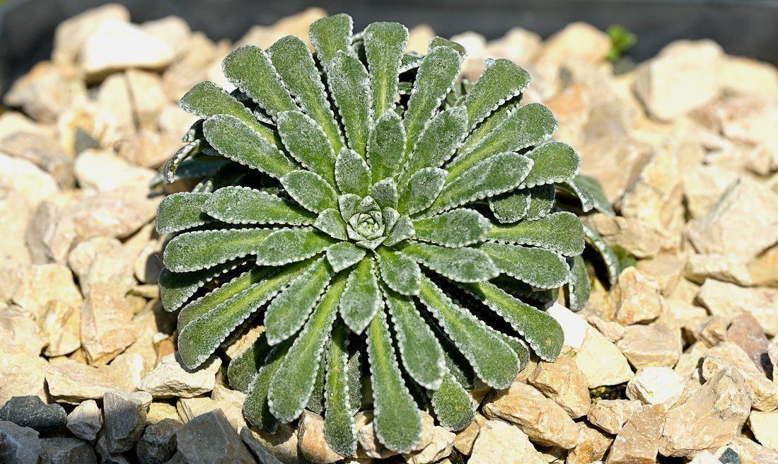 Saxifraga valdensis x Saxifraga longifolia