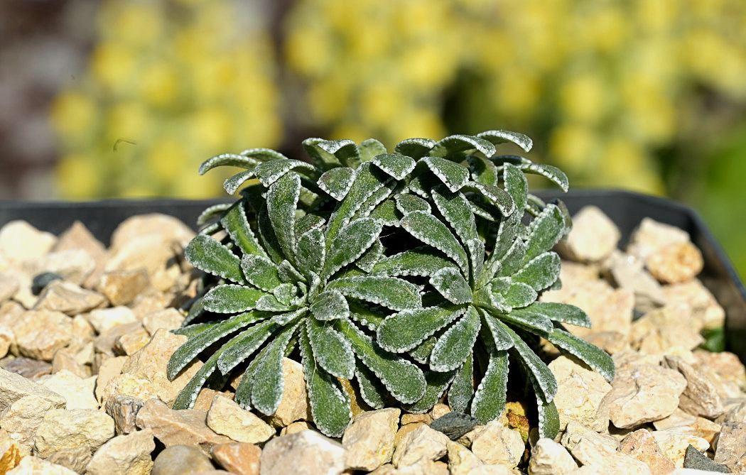 Saxifraga valdensis x Saxifraga longifolia