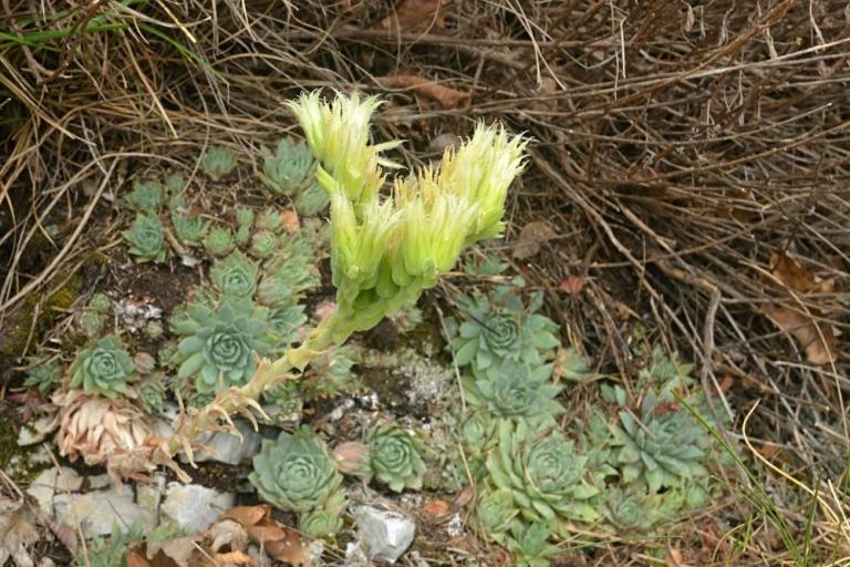 Sempervivum globiferum ssp. lagarinianum {bei Spiazzi-Monte Baldo/ Italien}