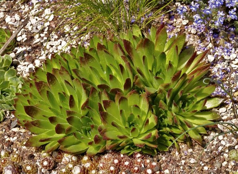 Sempervivum x nixonii  (S. globiferum ssp. hirtum x S. heuffelii)