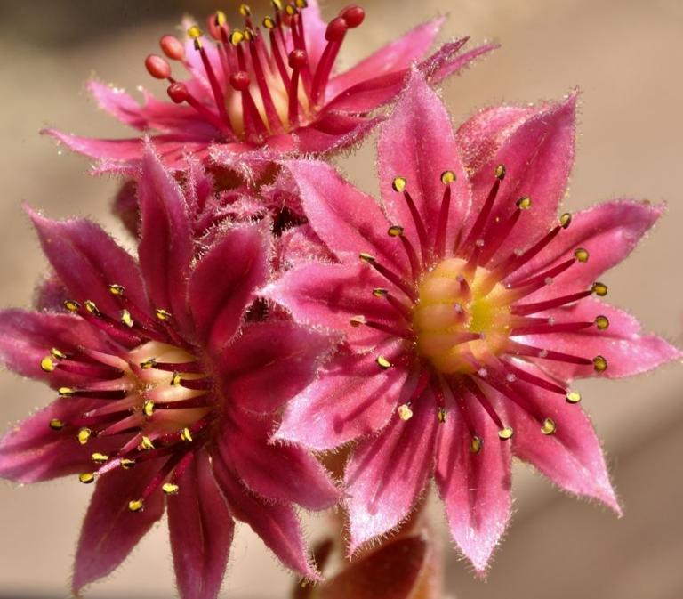 Sempervivum arachnoideum  {Fürstentum Andorra Typ 1} 