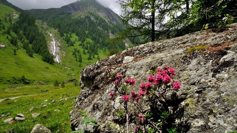  Rhododendron ferrugineum - Rostblättrige Alpenrose