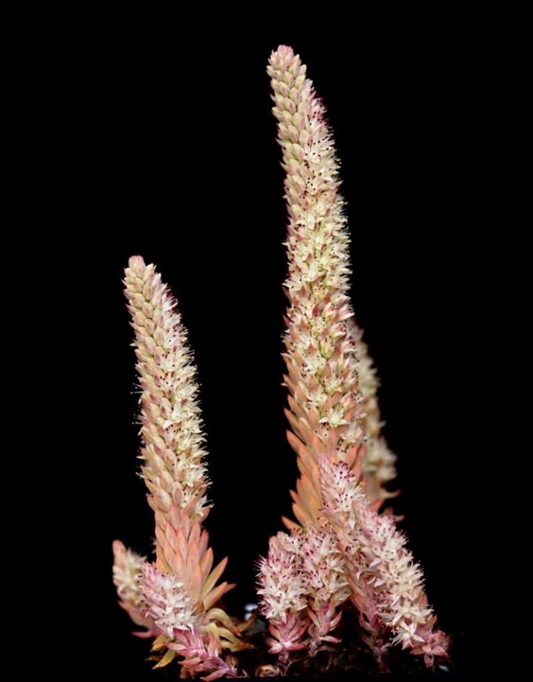 Orostachys japonica erubescens var. limuloides