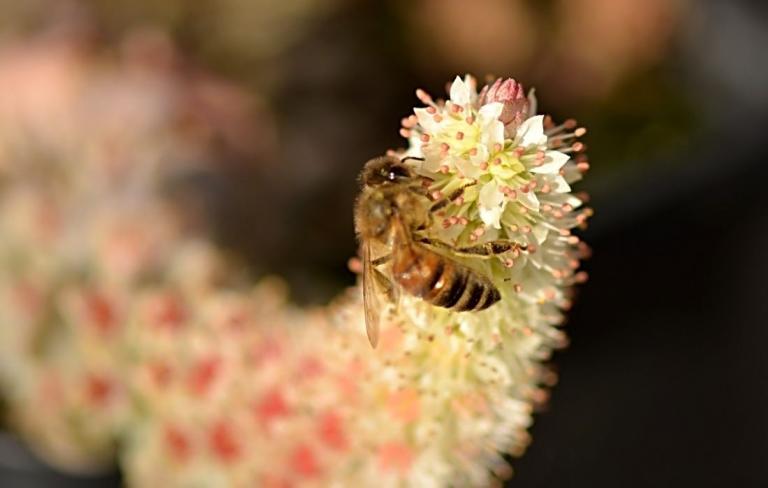 Orostachys maximowiczii - Apis mellifera - Westliche Honigbiene 