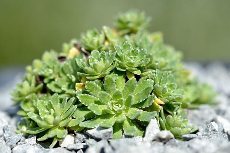Saxifraga paniculata, aus Island