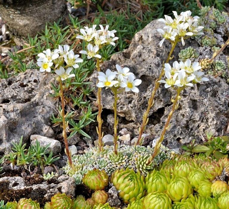 Saxifraga paniculata 'Brevifolia'