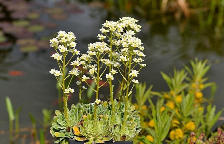 Saxifraga paniculata 'Rosularis'