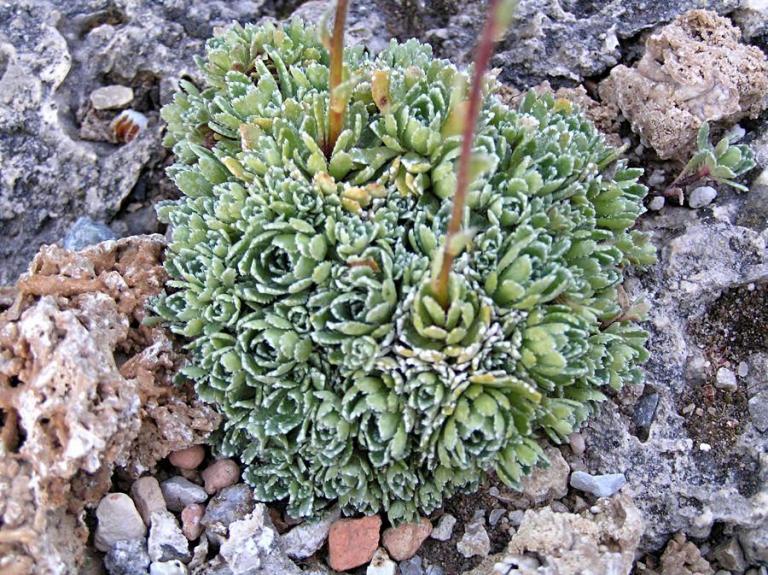 Saxifraga paniculata,  Maltatal-Kärnten