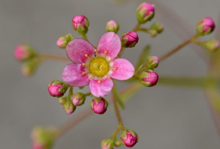 Saxifraga paniculata 'Rosea Splendens'