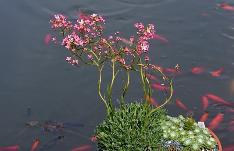Saxifraga paniculata 'Rosea'