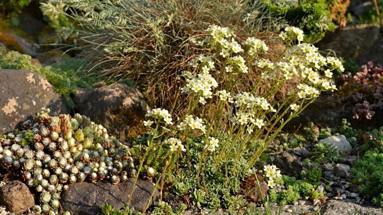 Saxifraga paniculata,  Brenta-auch Brentner Dolomiten/Norditalien