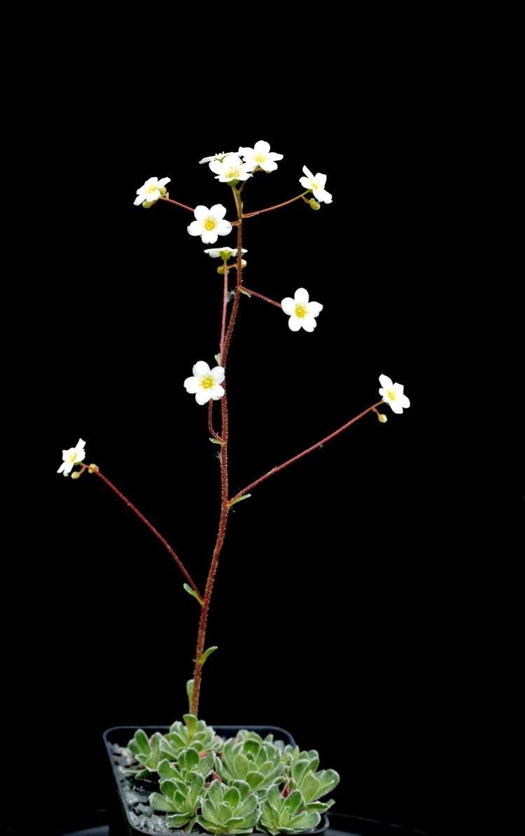 Saxifraga paniculata, Pyrenäen/Frankreich