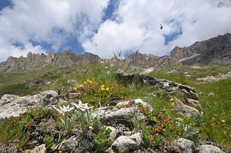 Leontopodium nivale - Alpen Edelweiß